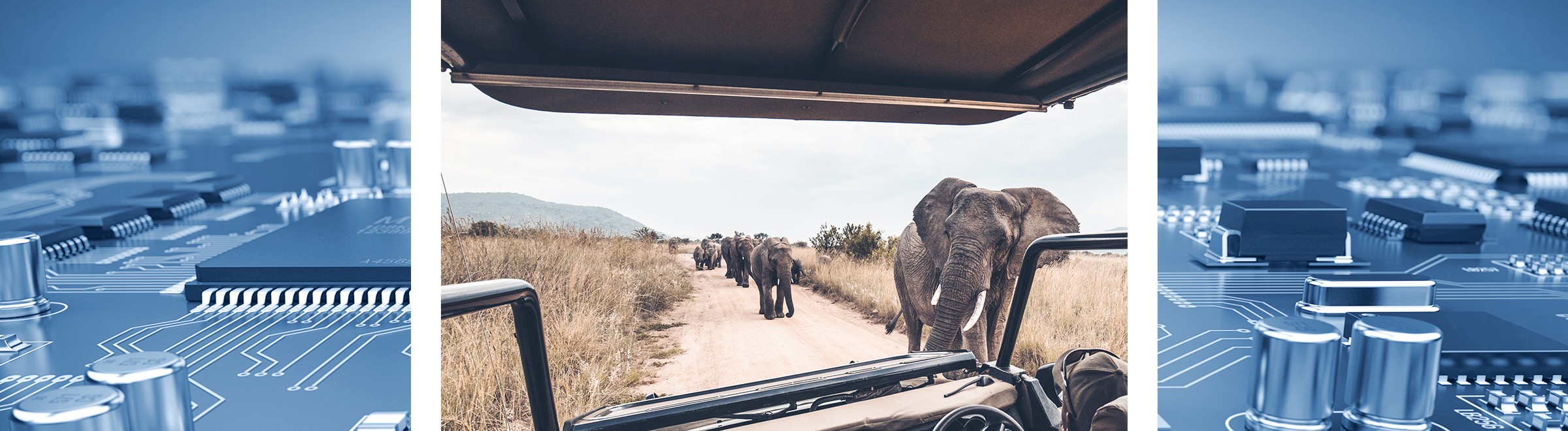 Partnership for Conservation: Kitron and Savannah Tracking Work Together for Wildlife Tracking Technology